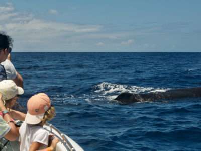 shelltone-whale-project-guadeloupe-cachalot-tranquille-021