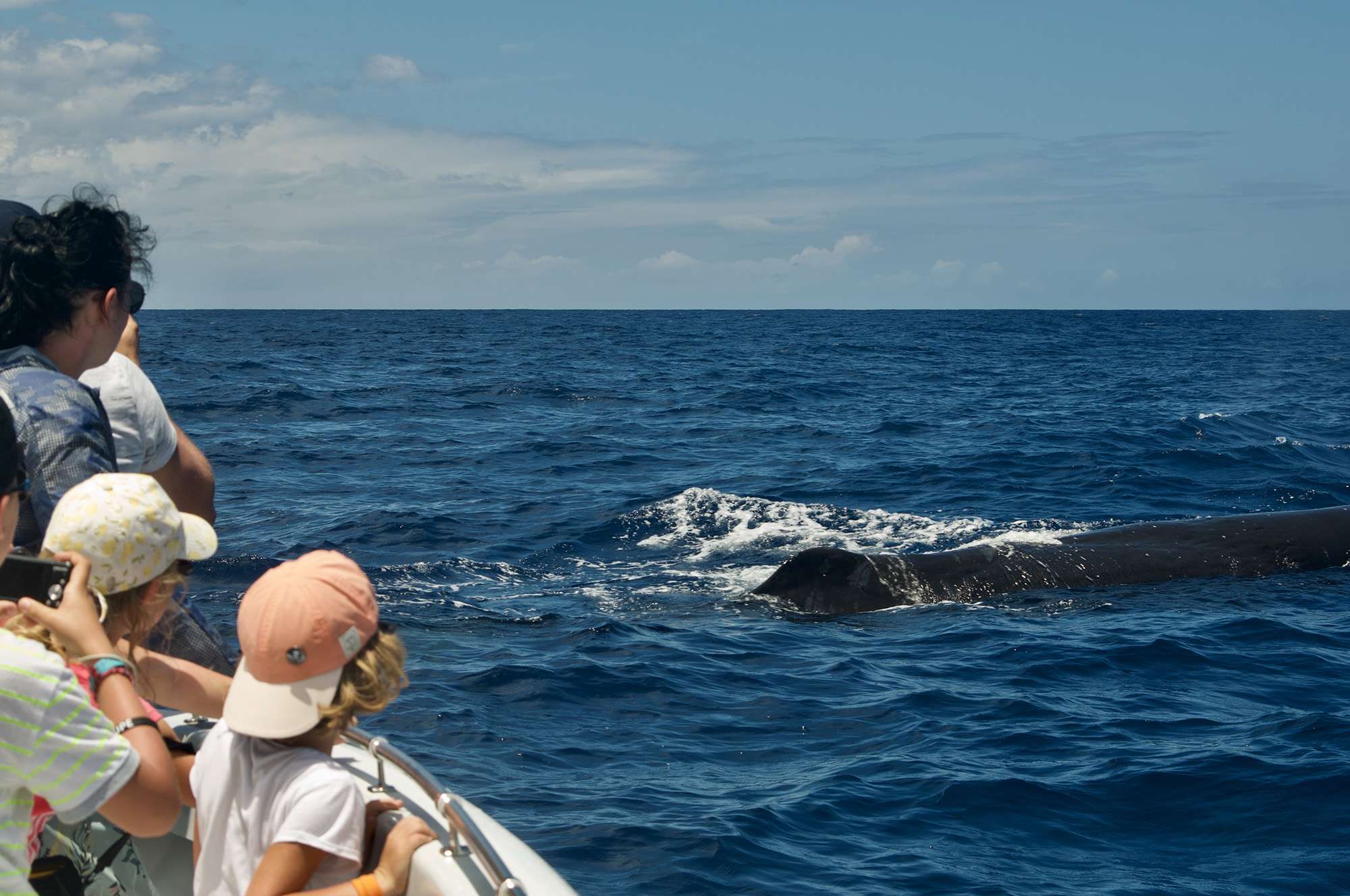 shelltone whale project guadeloupe cachalot tranquille 021