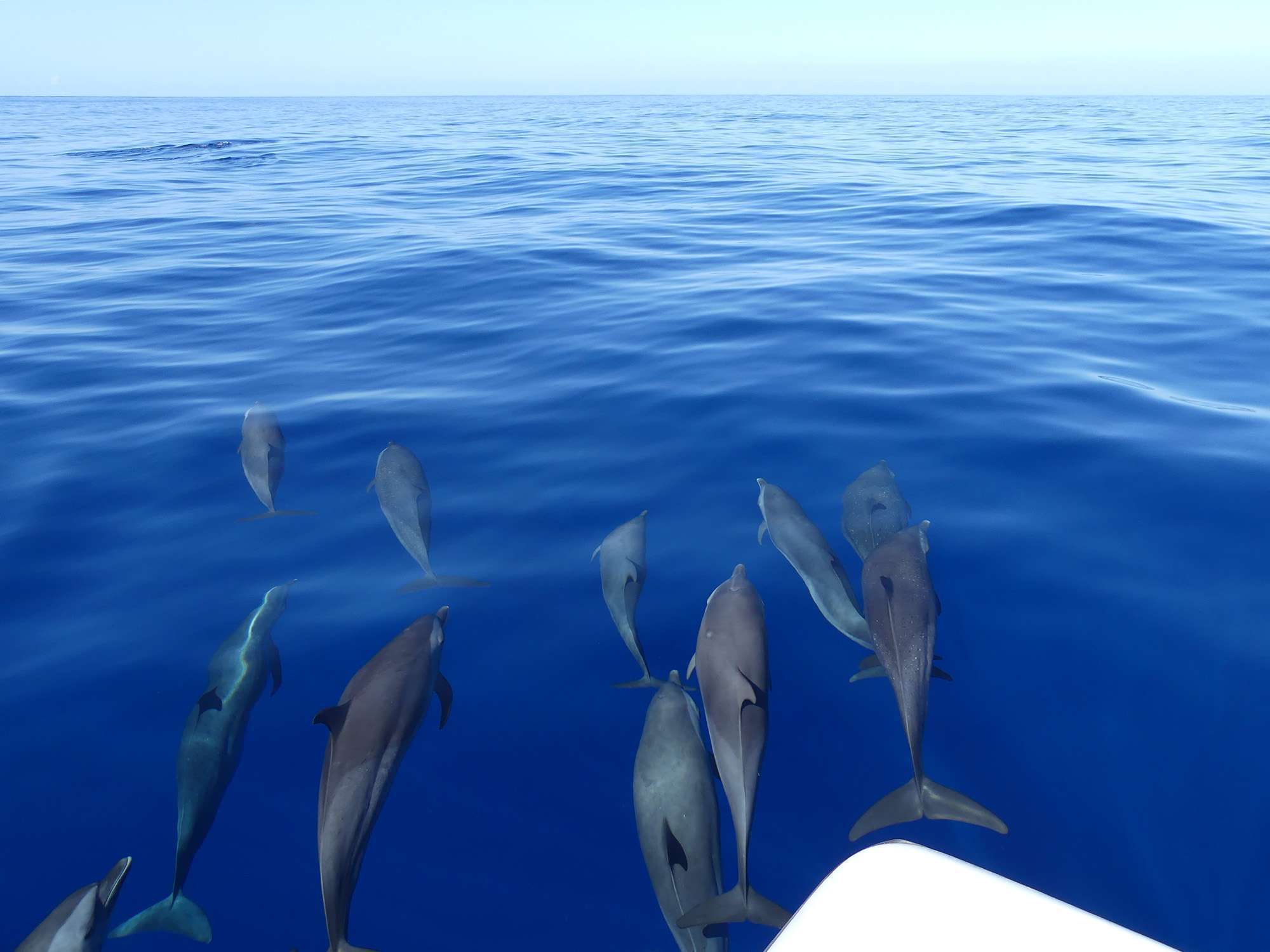 voir-dauphins-guadeloupe-10