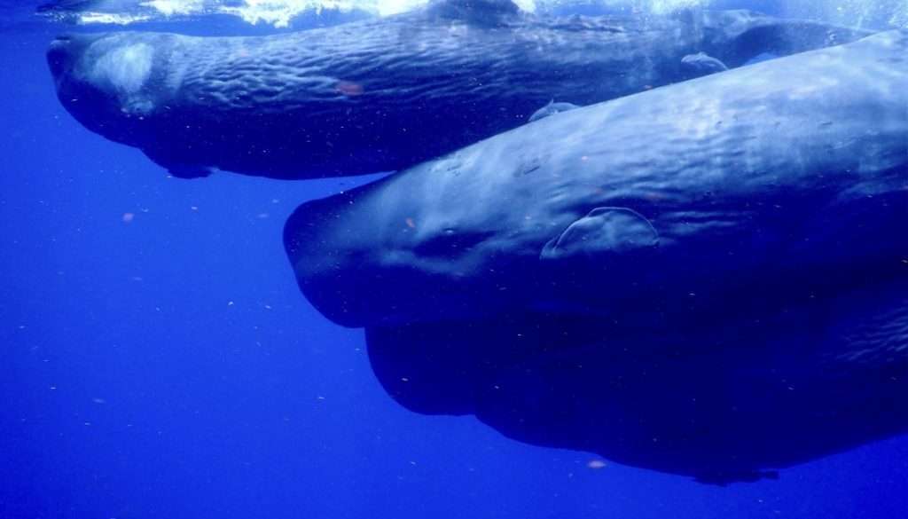 observe-sperm whales-cadaques-1