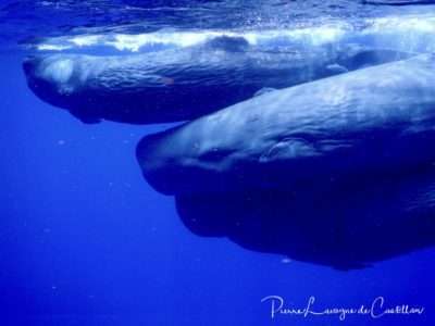 observe-sperm whales-cadaques-1