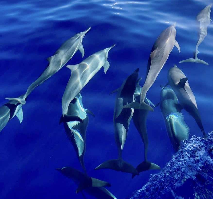 Fotografía de delfines nadando en el mar, tomada por Pierre Lavagne de Castellan