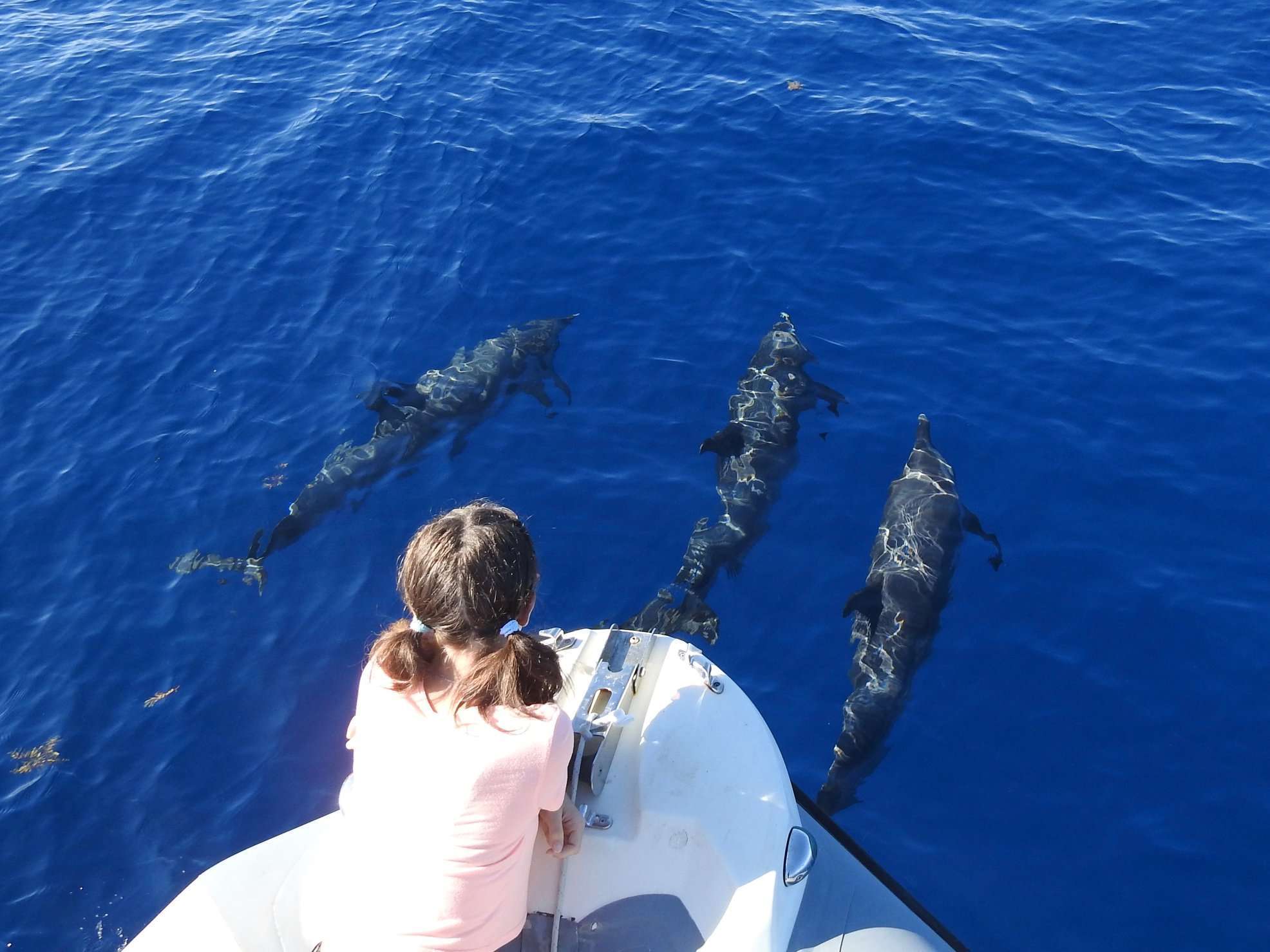 Dolphin and whale watching in Deshaies, Guadeloupe with Shelltone Whale Project