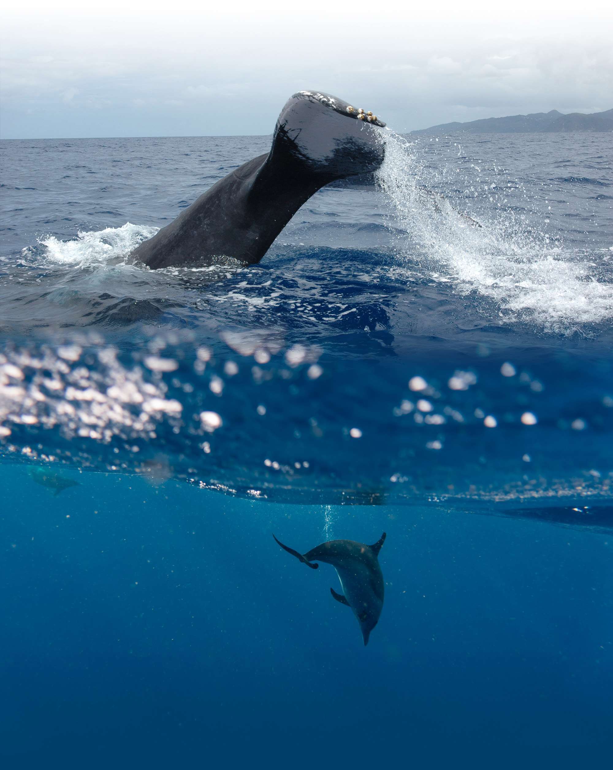 ver delfines y ballenas