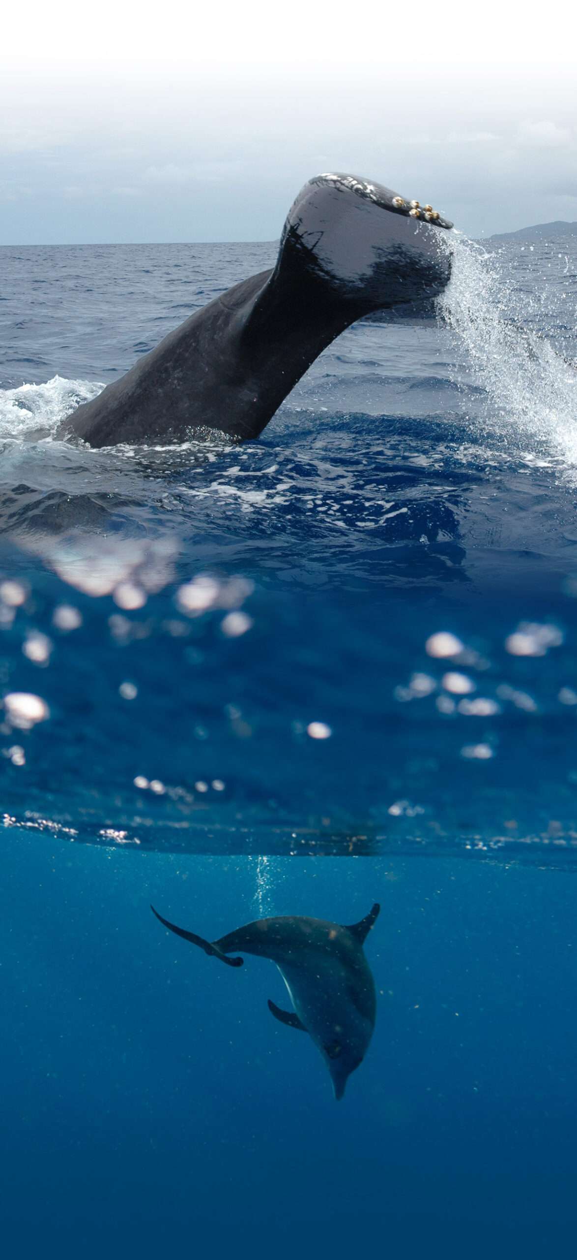 ver delfines y ballenas
