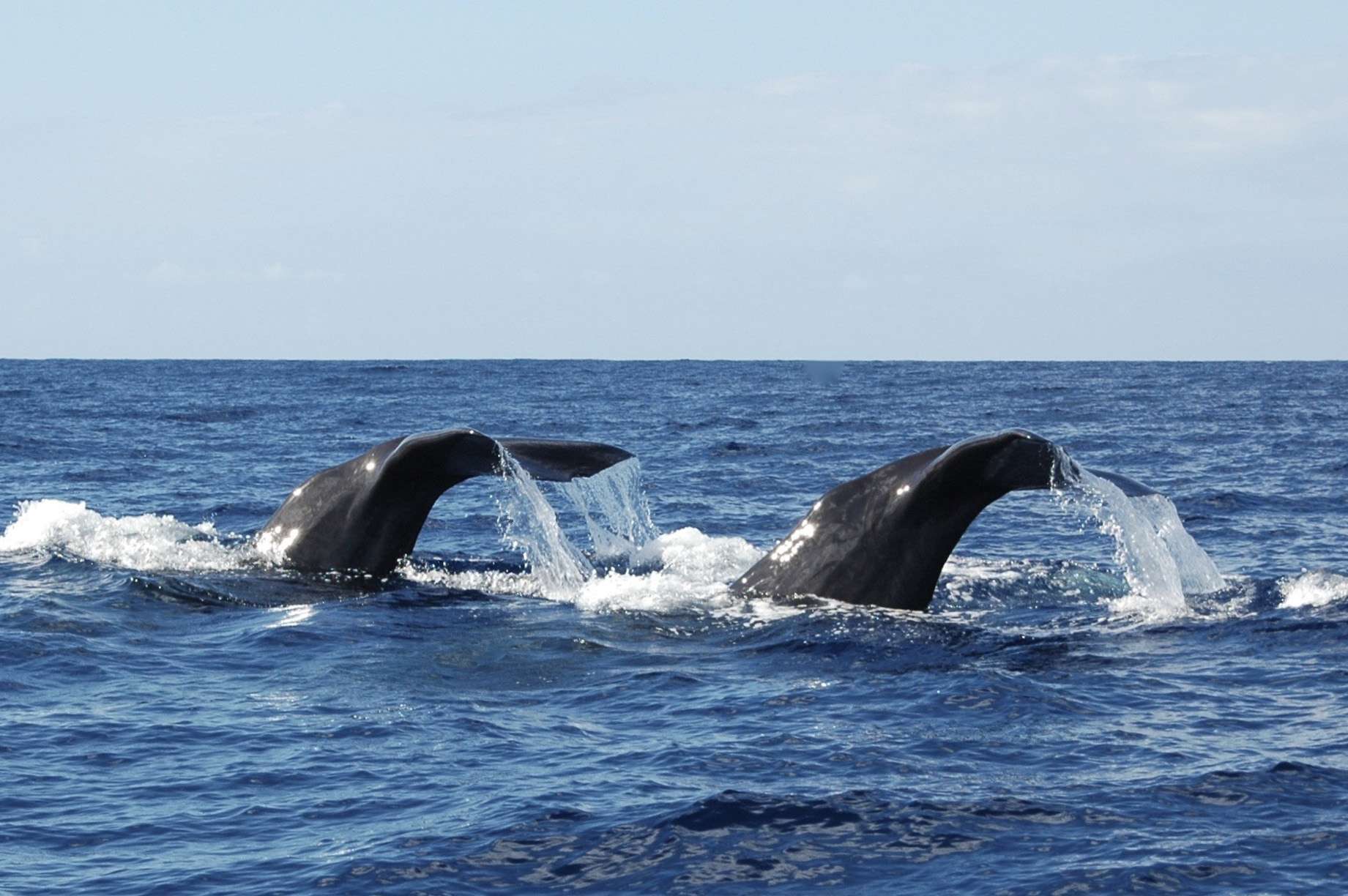 avistamiento de ballenas