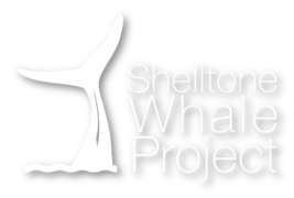 logo-shelltobe-white-30