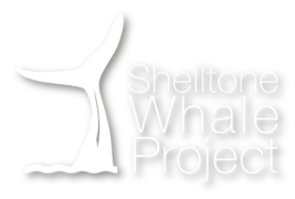 Shelltone Whale Project logo Cola de ballena en el agua