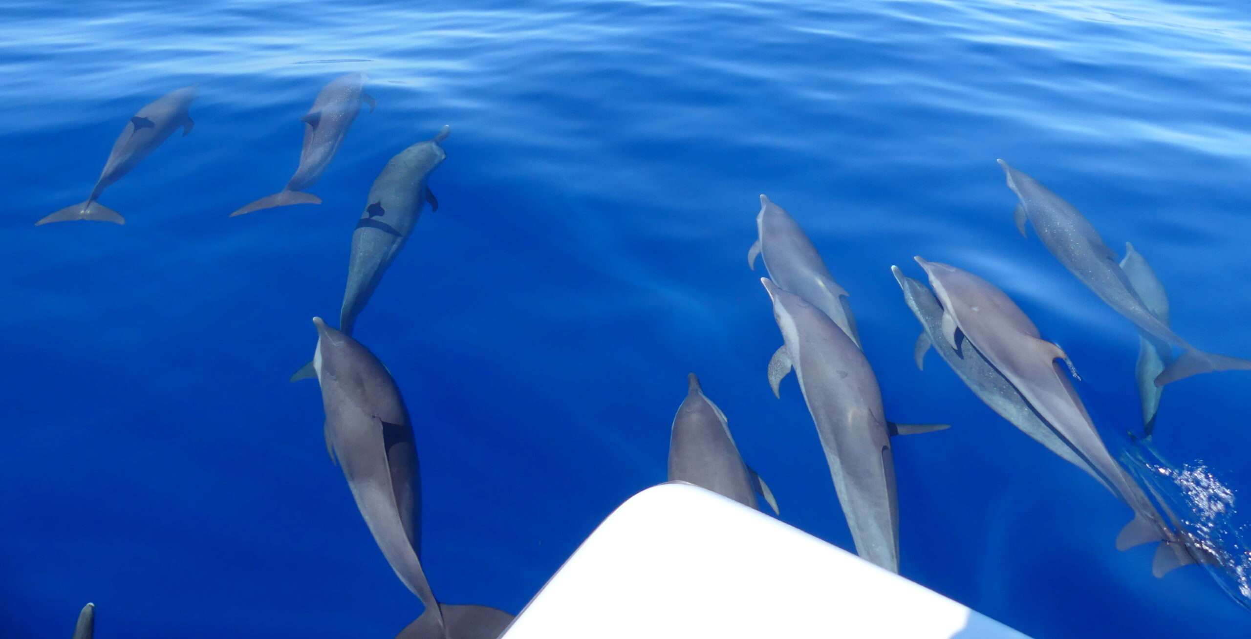 observez dauphins