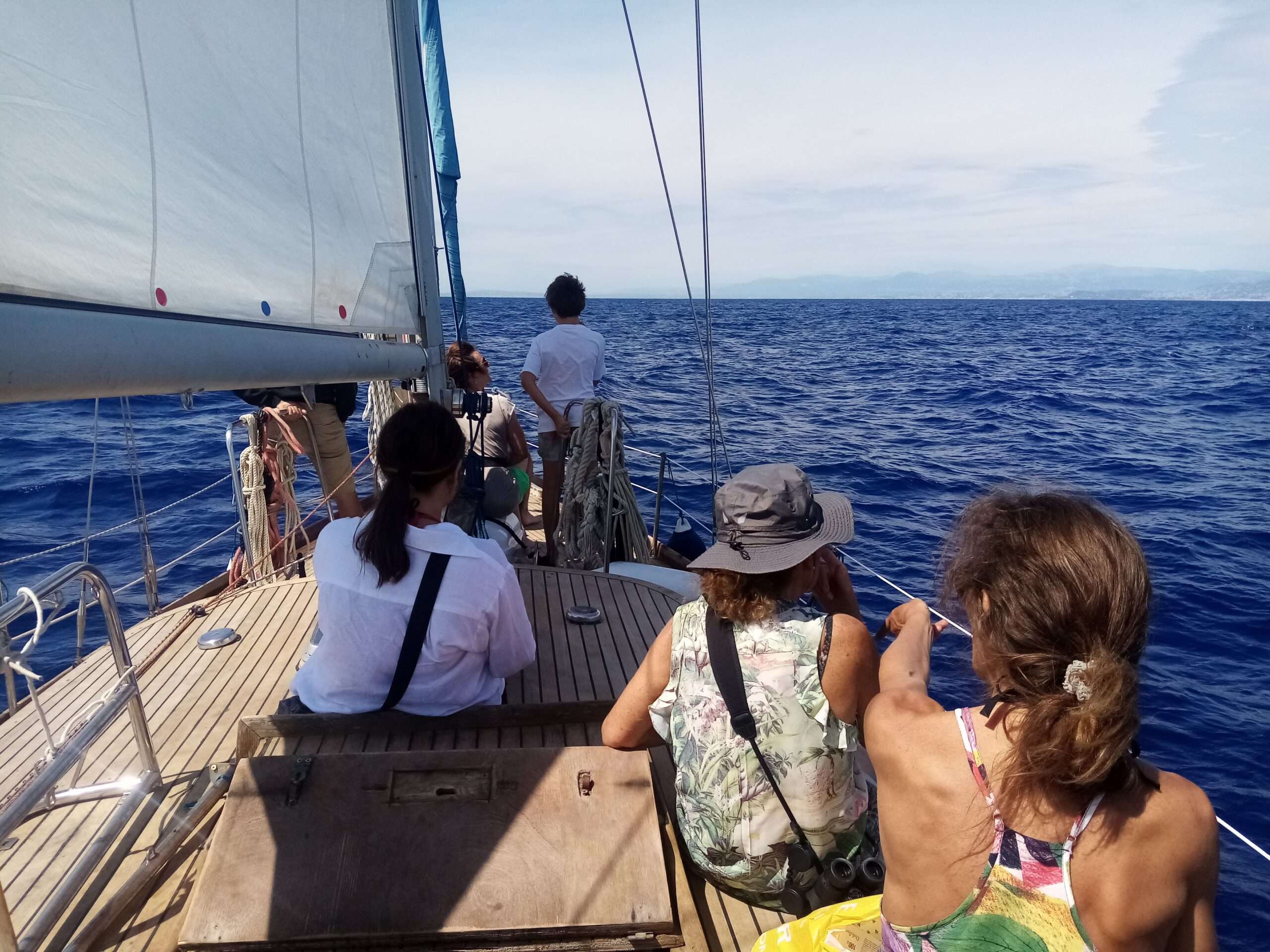 Avistamiento de delfines y ballenas desde un velero mediterráneo en Niza