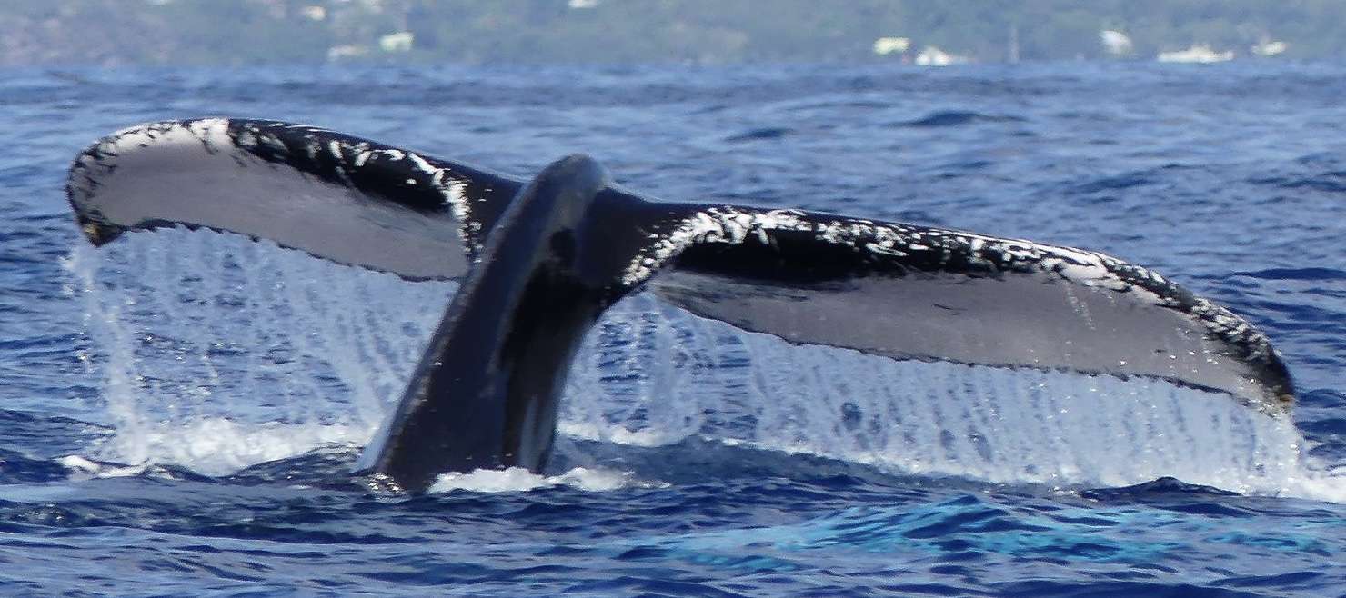 curso-ballenas-guadeloupe-2023