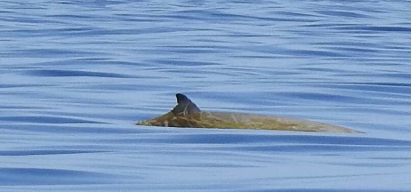 Beaked whale watching in Guadeloupe