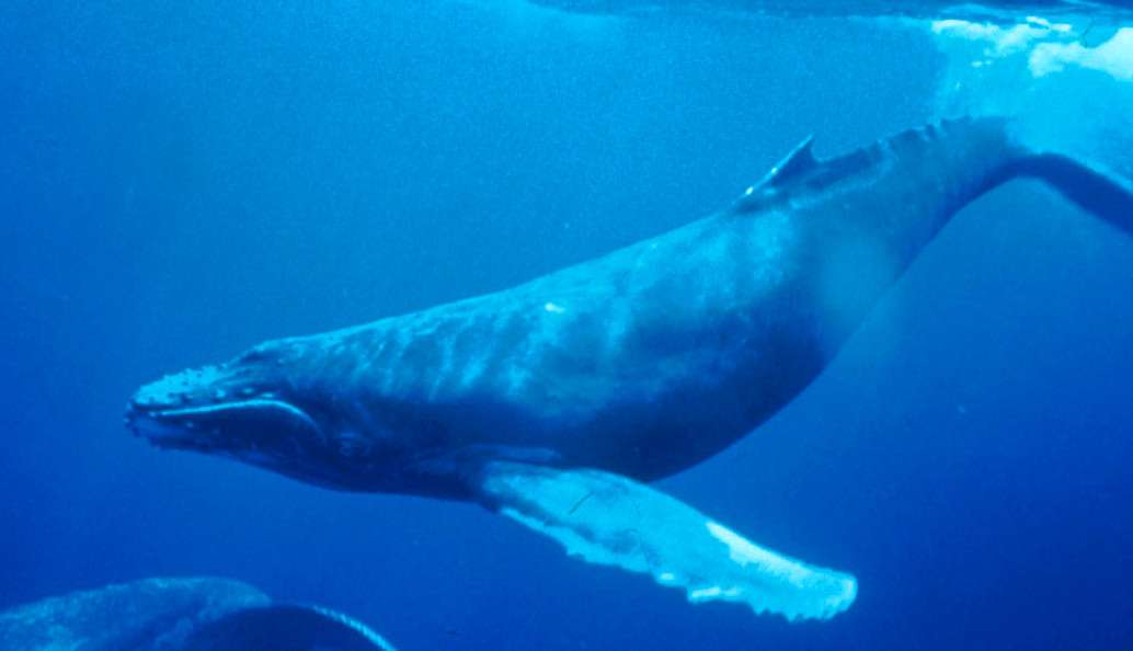 Watching humpback whales in Guadeloupe