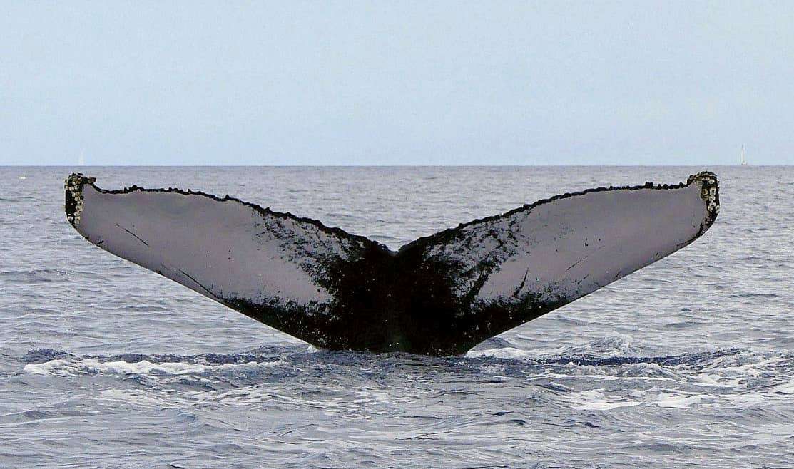 Avistamiento de ballenas jorobadas en Guadalupe