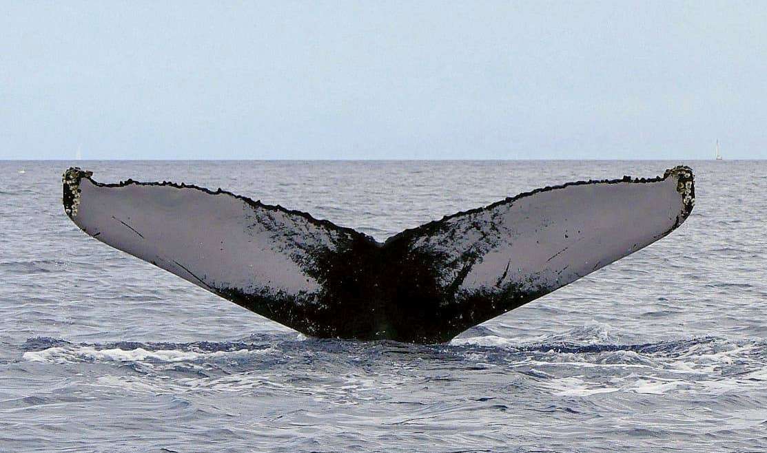 Watching humpback whales in Guadeloupe