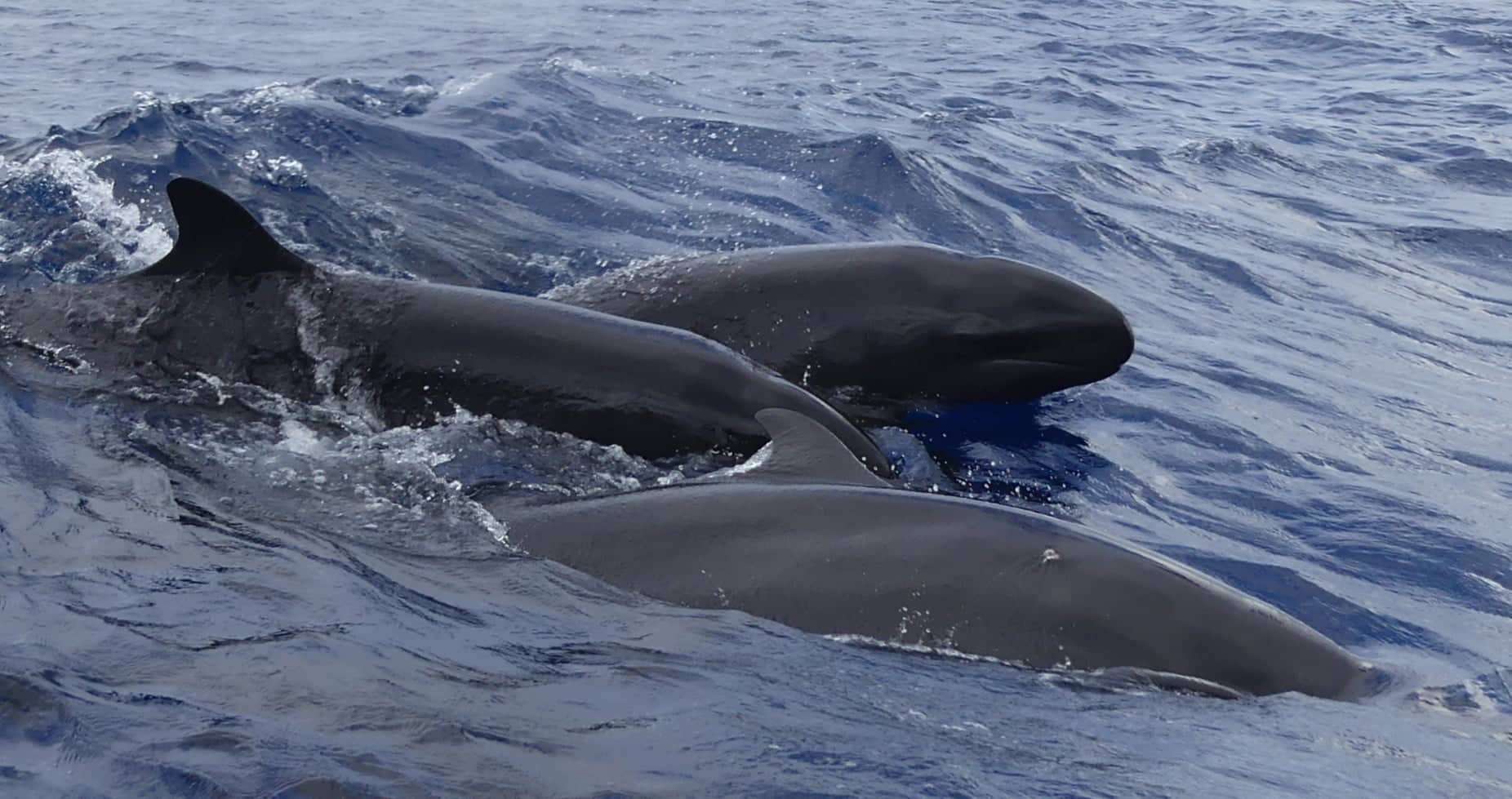 Observación de pseudorcos en Guadalupe