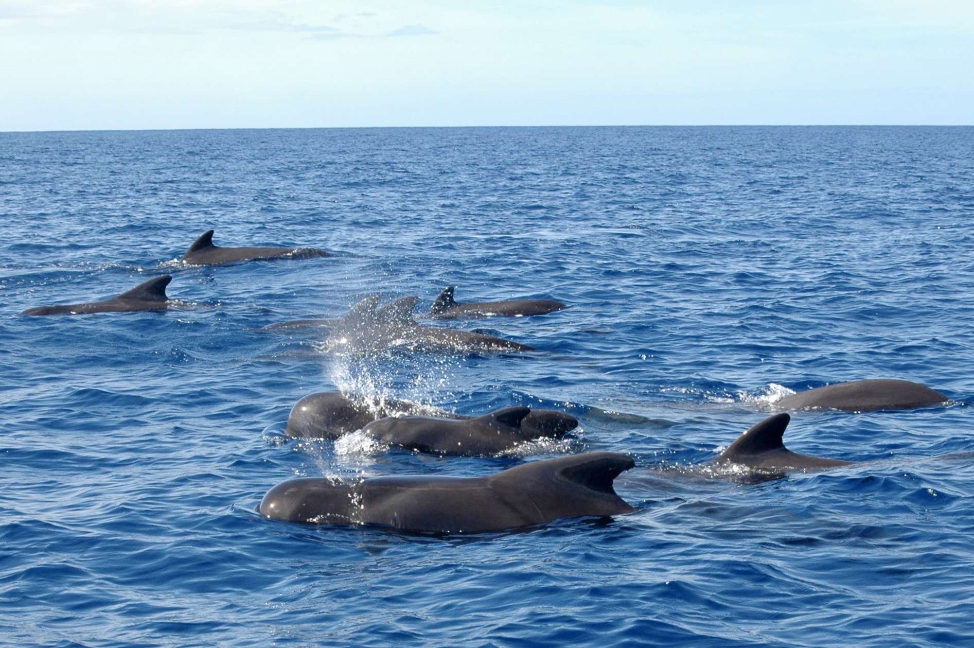 Watching pilot whales in Guadeloupe