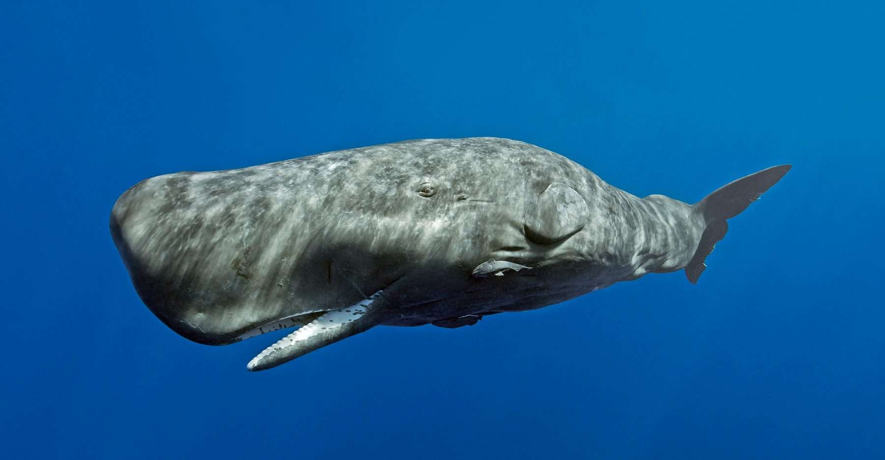 Sperm whale watching in Guadeloupe