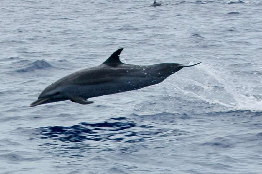Spotted dolphins in Guadeloupe
