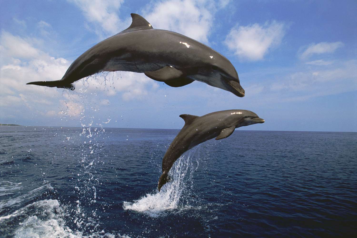 Observer grand dauphins en Guadeloupe