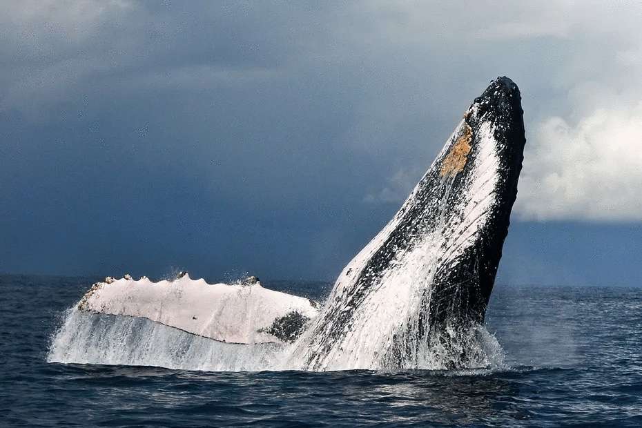 Dauphins et baleines en Guadeloupe