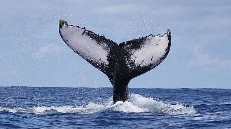 Dauphins et baleines en Guadeloupe