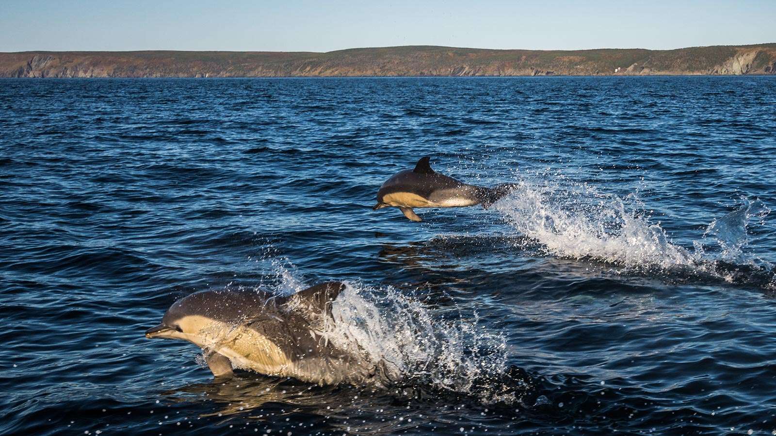 dauphins-saint-pierre-et-miquelon-1