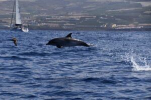Photograph of a dolphin jumping out of the water in Tenerife by Shelltone Whale Project