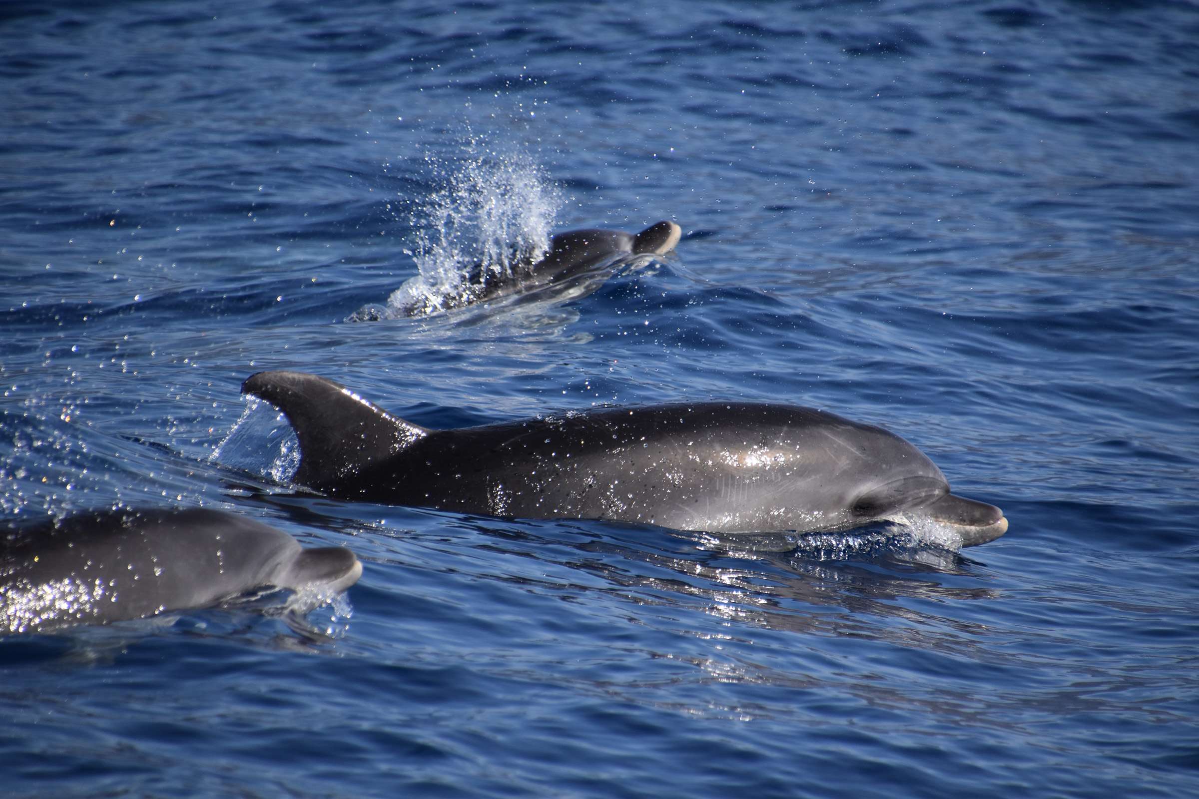 Fotografía de un grupo de delfines nadando en Tenerife por Shelltone Whale Project