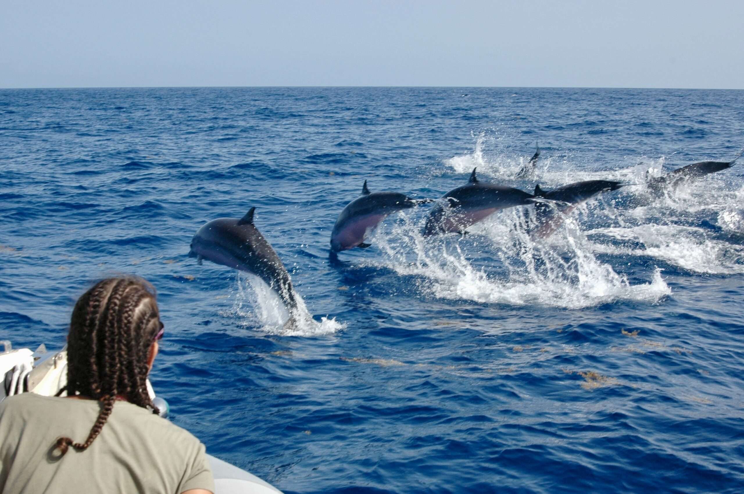 Avistamiento de delfines y ballenas en Barcelona con Shelltone Whale Project