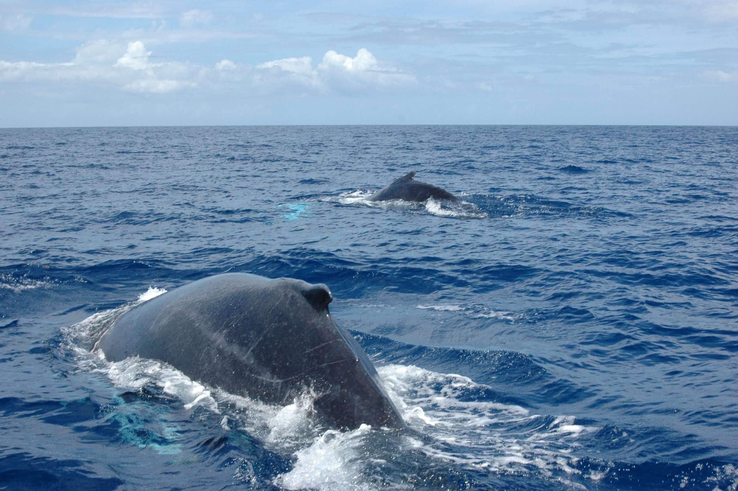 Dauphins en Guadeloupe