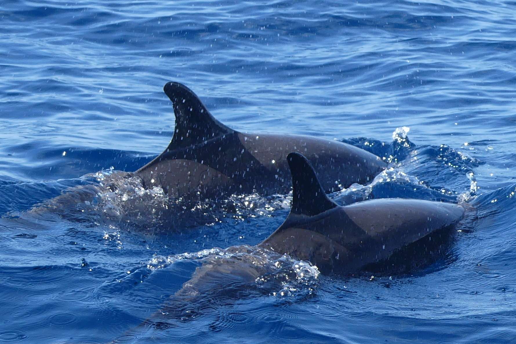 Dolphins and whales in Guadeloupe