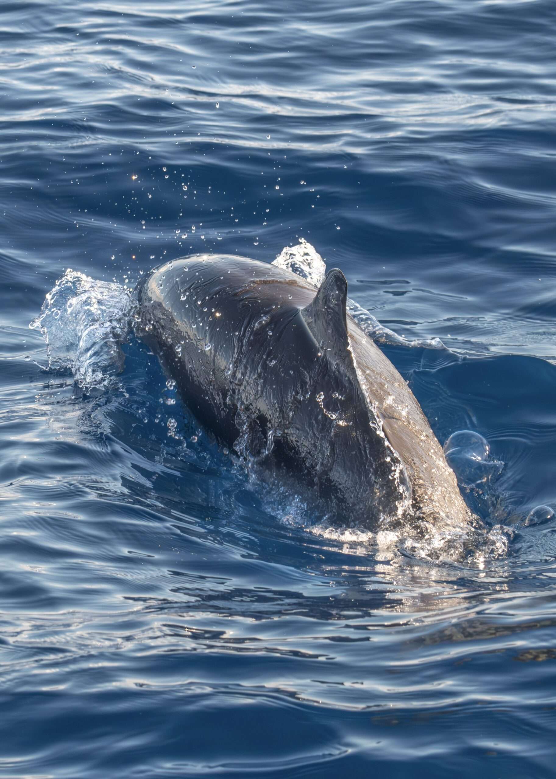 Dolphins and whales in Guadeloupe