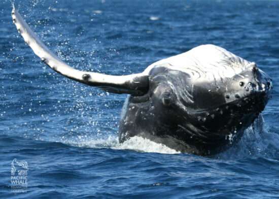 Fundación Ballena del Pacífico ECO Aventuras