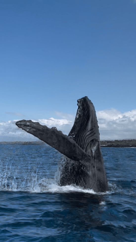 ballena (1)