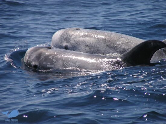 Baleine-2