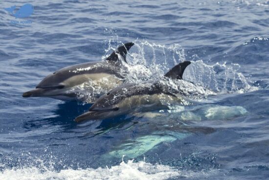 Baleine-3