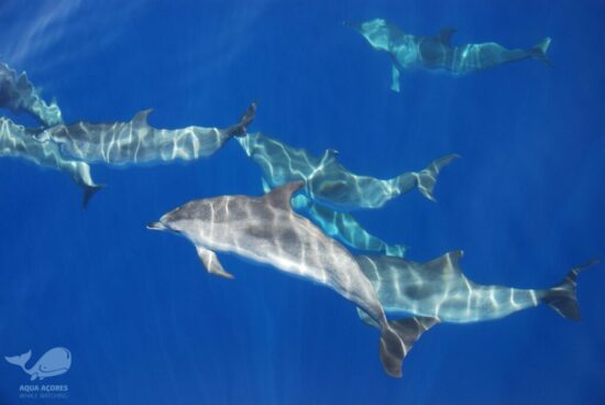 Baleine-4