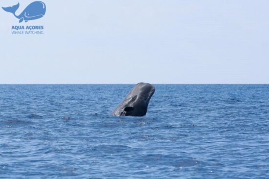 baleines