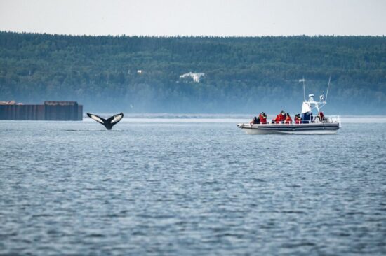 baleines-les-escourmins-canada-1