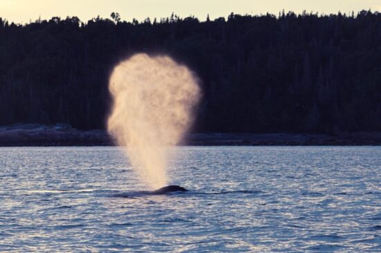 baleines-les-escourmins-canada-2