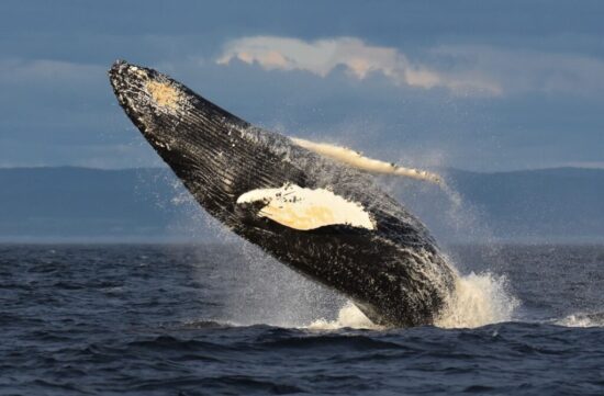 baleines-les-escourmins-canada-3