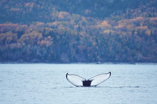 baleines-les-escourmins-canada-4