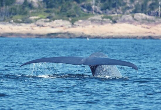 baleines-les-escourmins-canada-5
