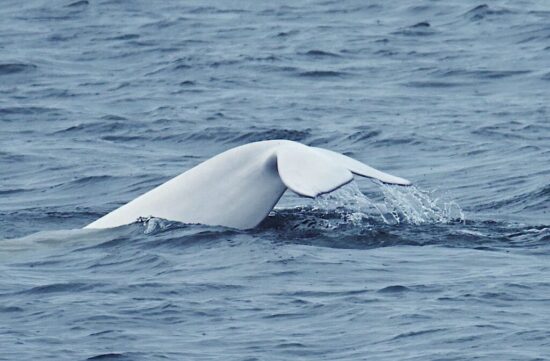 baleines-les-escourmins-canada-6