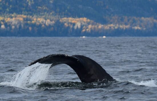 baleines-les-escourmins-canada-7