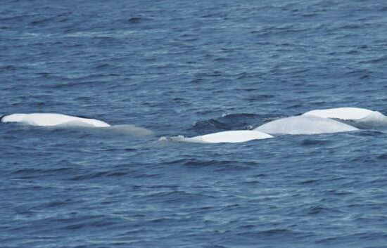 baleines-les-escourmins-canada-8