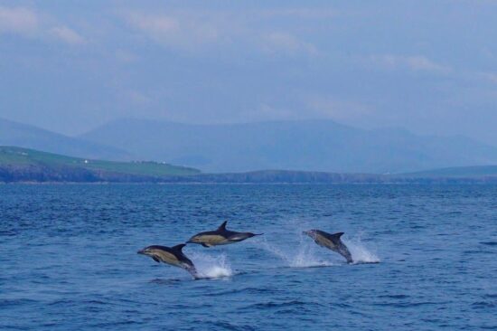 Dingle 1
