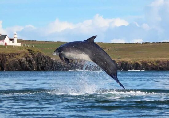 Dingle 2