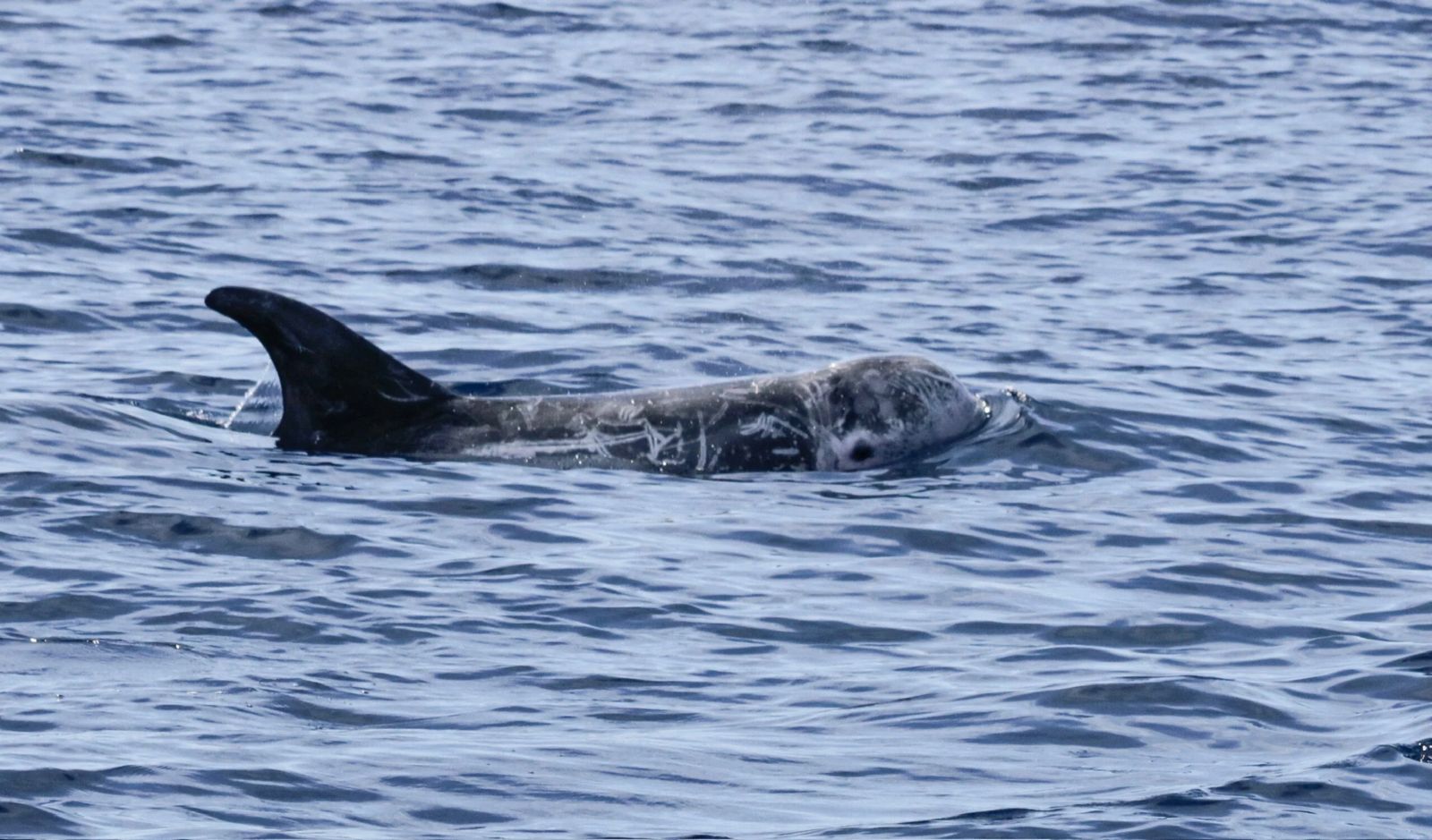 Shelltone-whale-Lanzarote-2